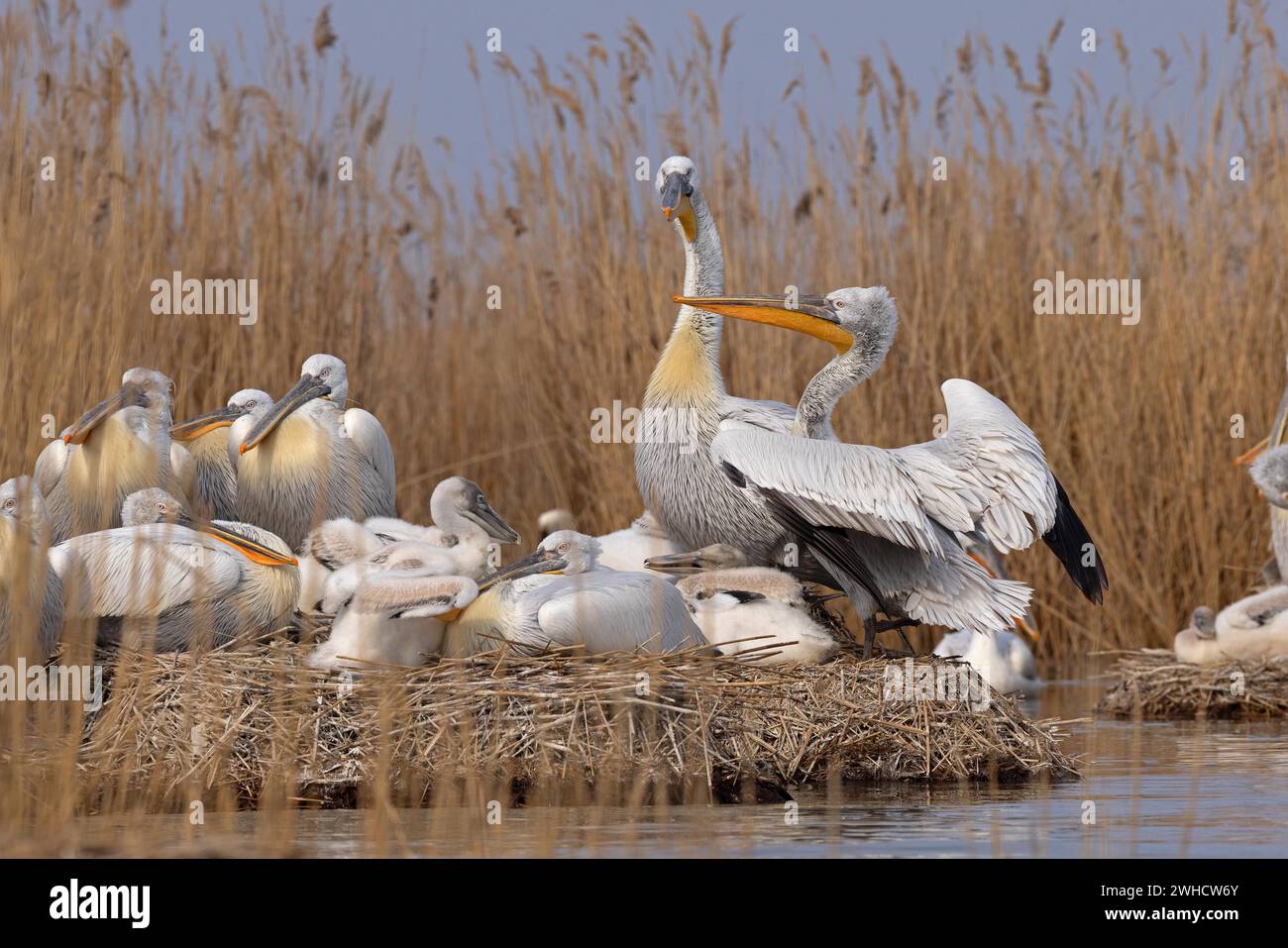 Dalmatian pelicans (Pelecanus crispus), breeding colony, adults and