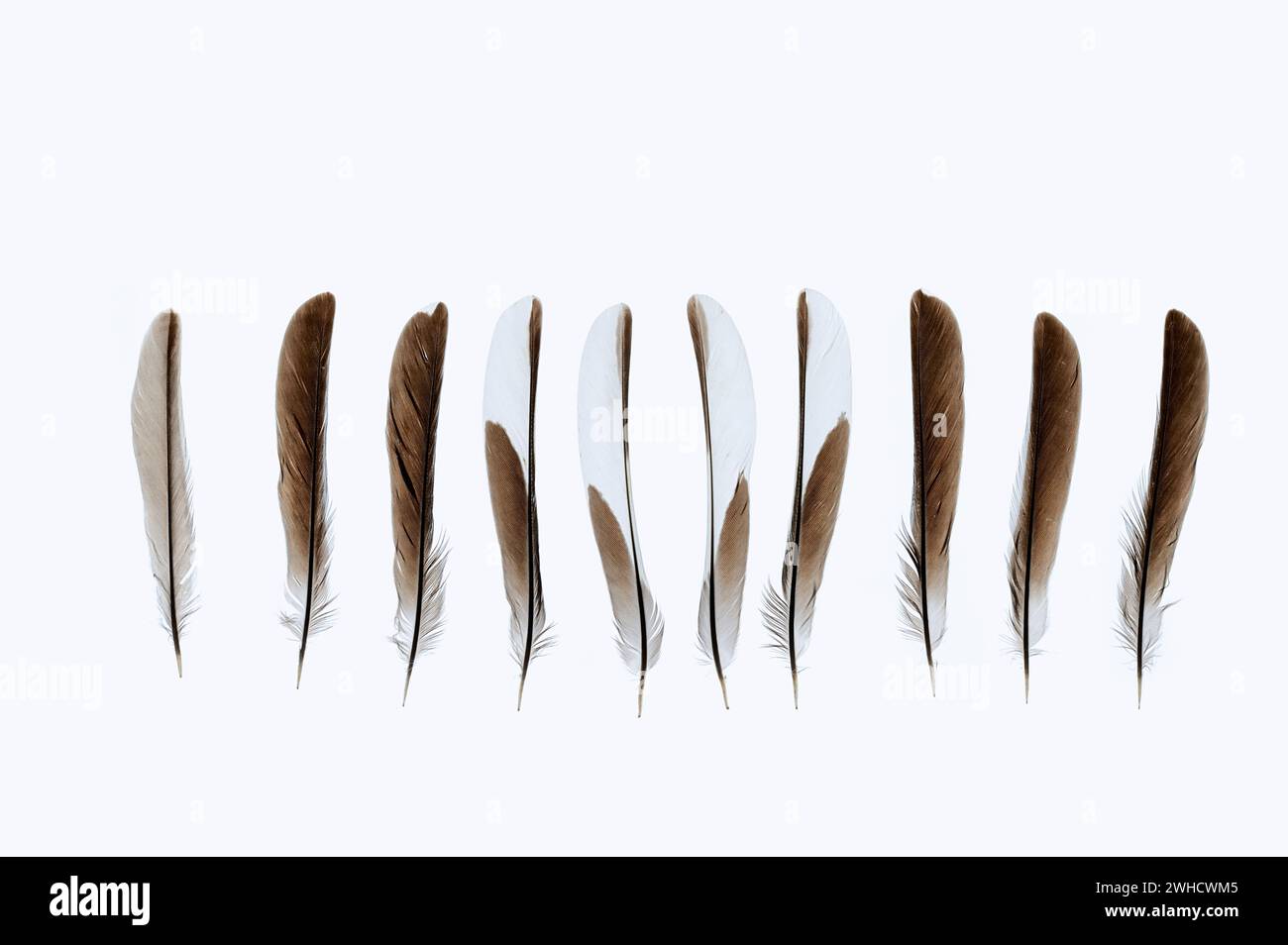 Yellowhammer (Emberiza citrinella), feathers, Stock Photo
