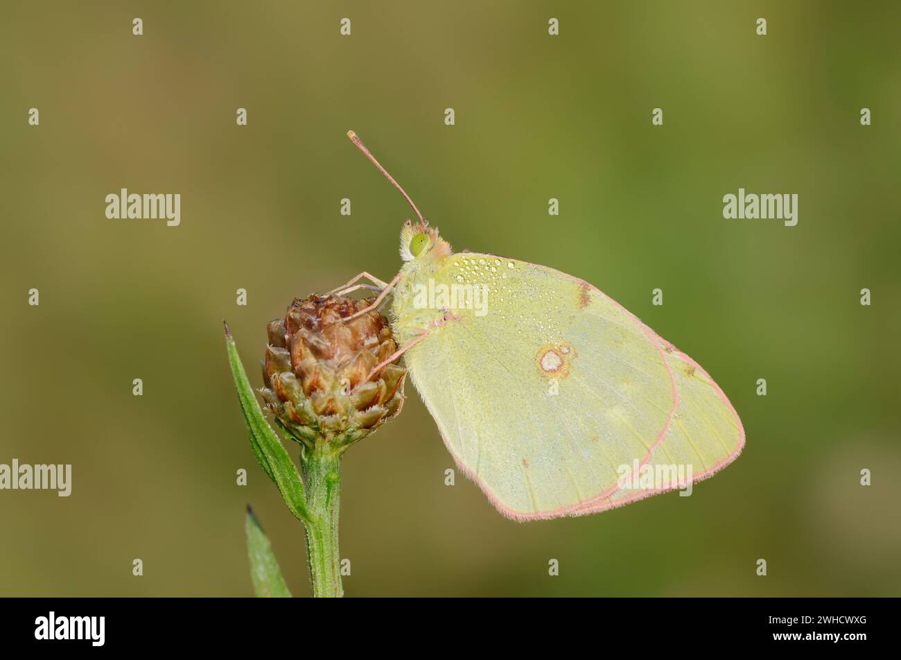 Golden Eight (Colias hyale), North Rhine-Westphalia, Germany Stock Photo
