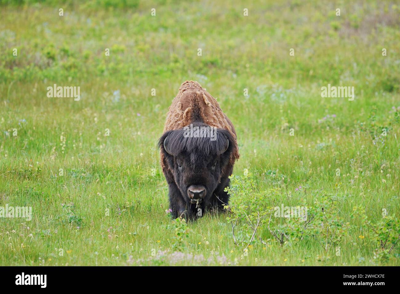 American bison (Bos bison), Bull, Alberta, Canada Stock Photo - Alamy