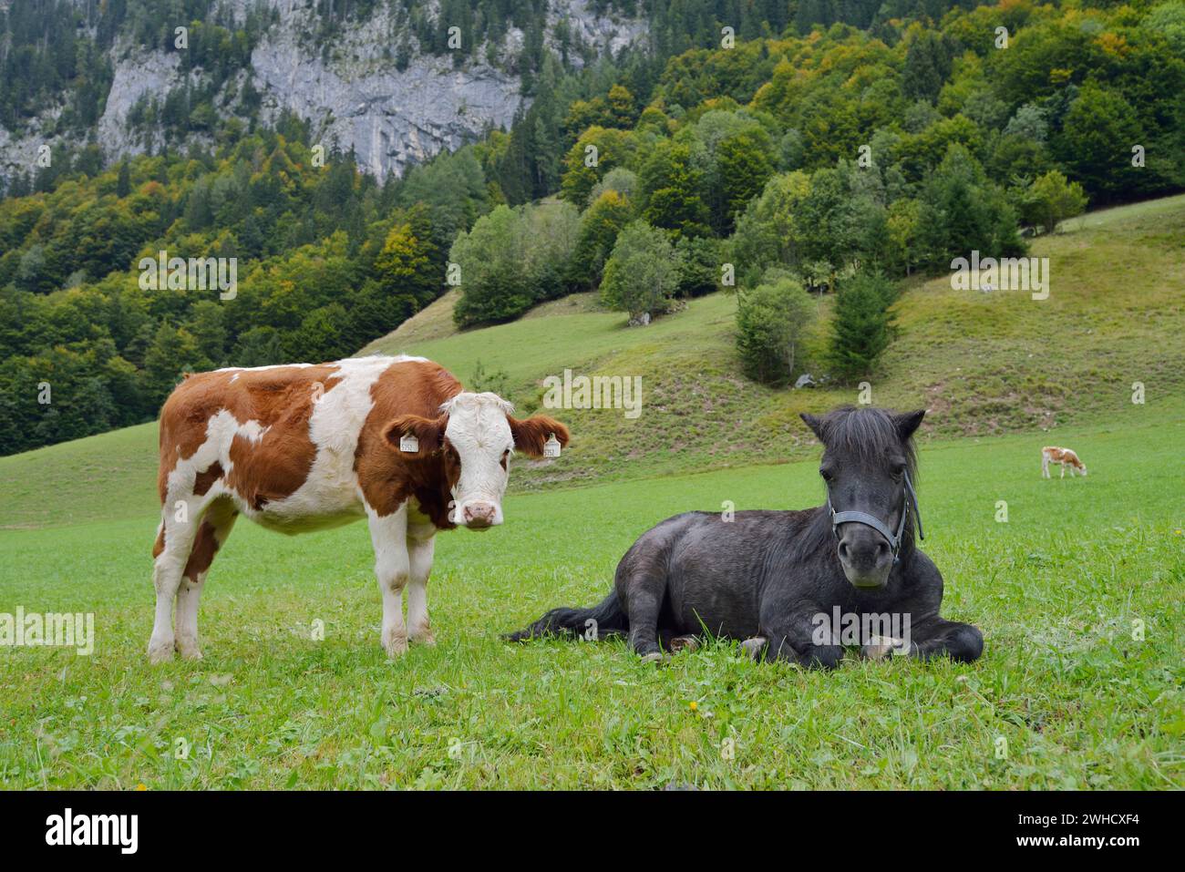 Shetland cow hi-res stock photography and images - Alamy