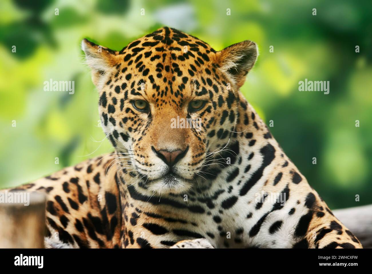 Jaguar (Panthera onca), portrait, female, occurring in Central America and South America Stock Photo