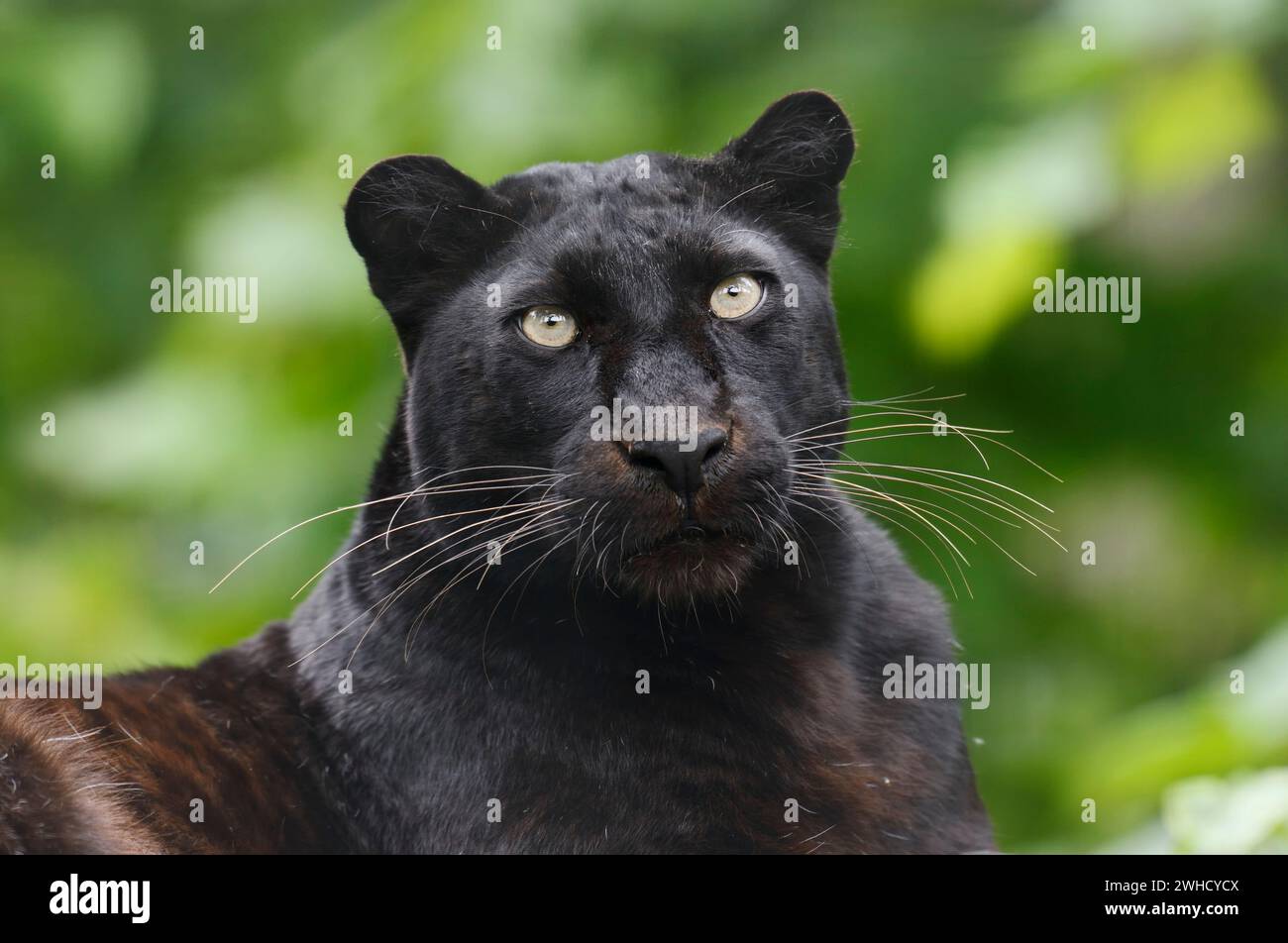 Leopard or black panther (Panthera pardus), portrait, India Stock Photo