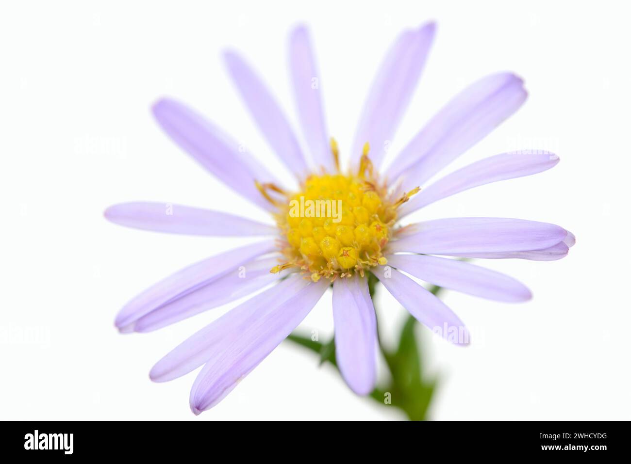 Smooth-leaved aster (Aster novi-belgii), flower Stock Photo