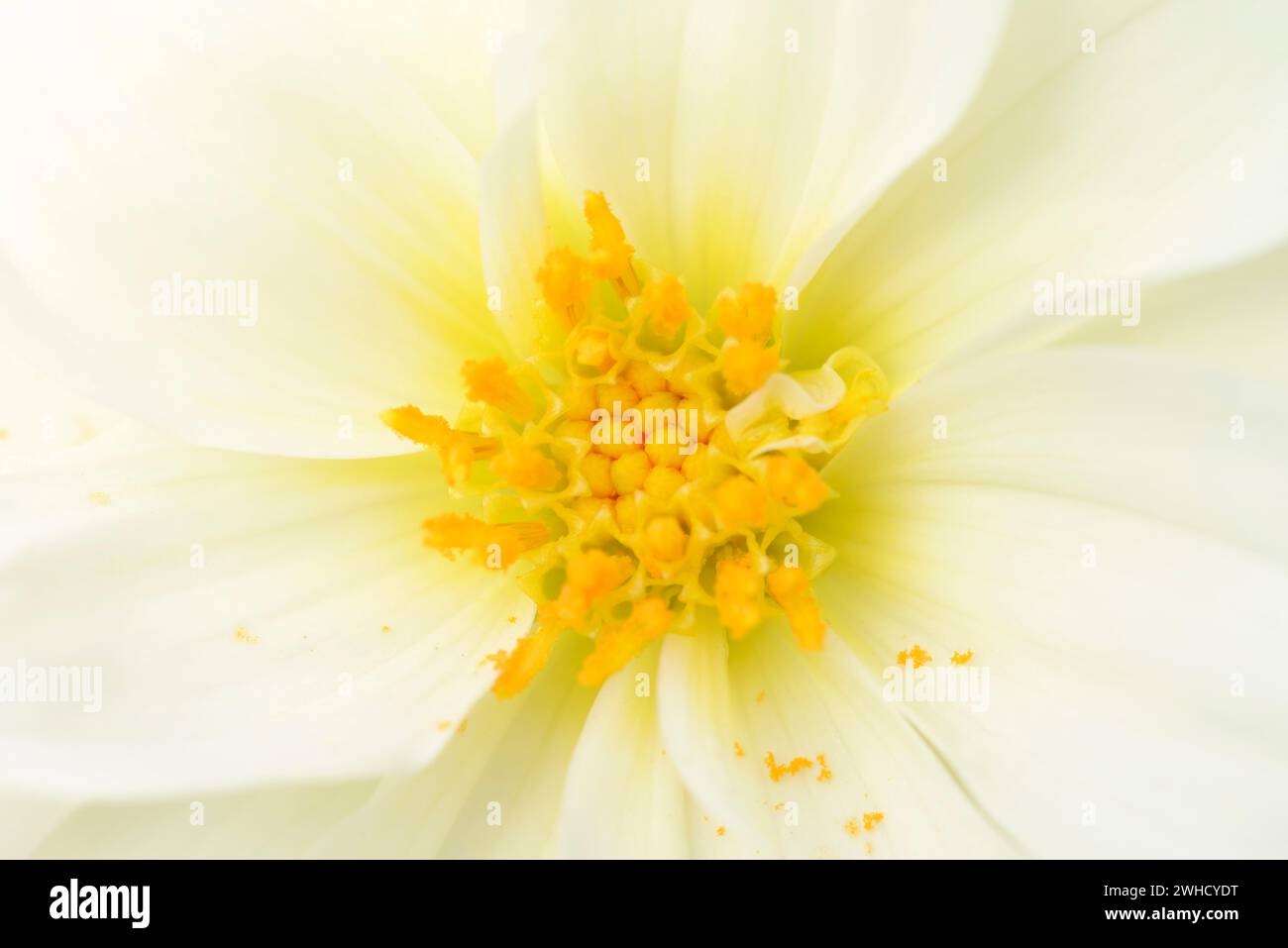 Dahlia (Dahlia spec.), flower detail, garden flower Stock Photo