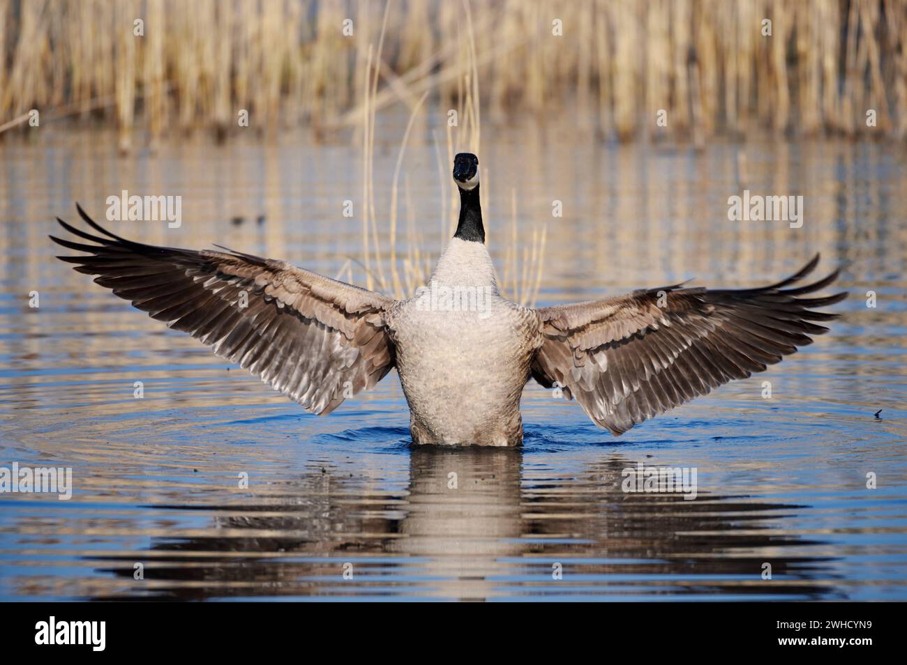Canada goose germany linares hotsell