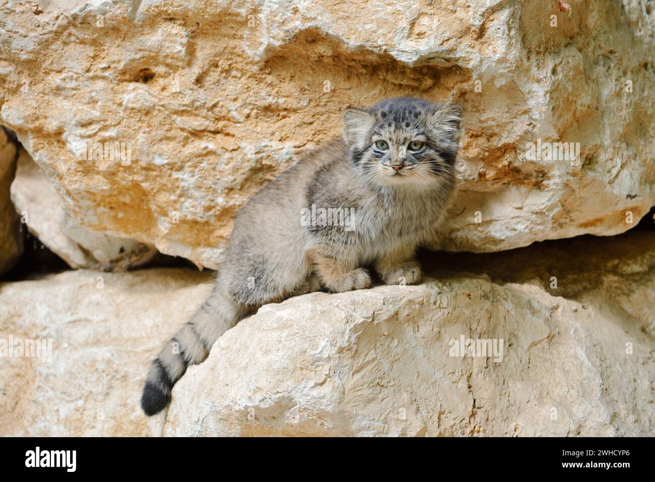 Manul or Pallas's cat (Otocolobus manul, Felis manul), young animal ...