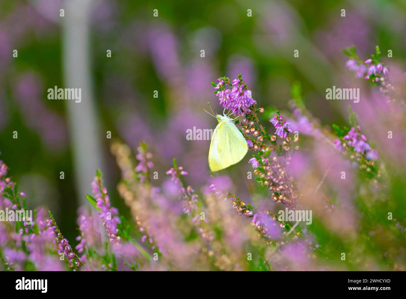 Glandular balsam (Impatiens glandulifera), Indian balsam, red balsam, Himalayan balsam, farmer's orchid, giant balsam, nature photograph, plant Stock Photo