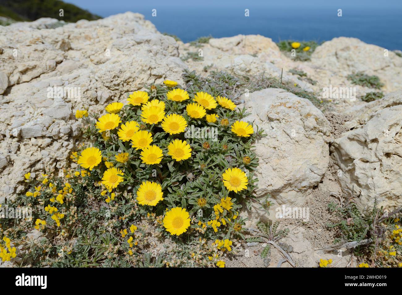 Ducat flower or coastal beach star (Pallenis maritima), Mallorca, Balearic Islands, Spain Stock Photo