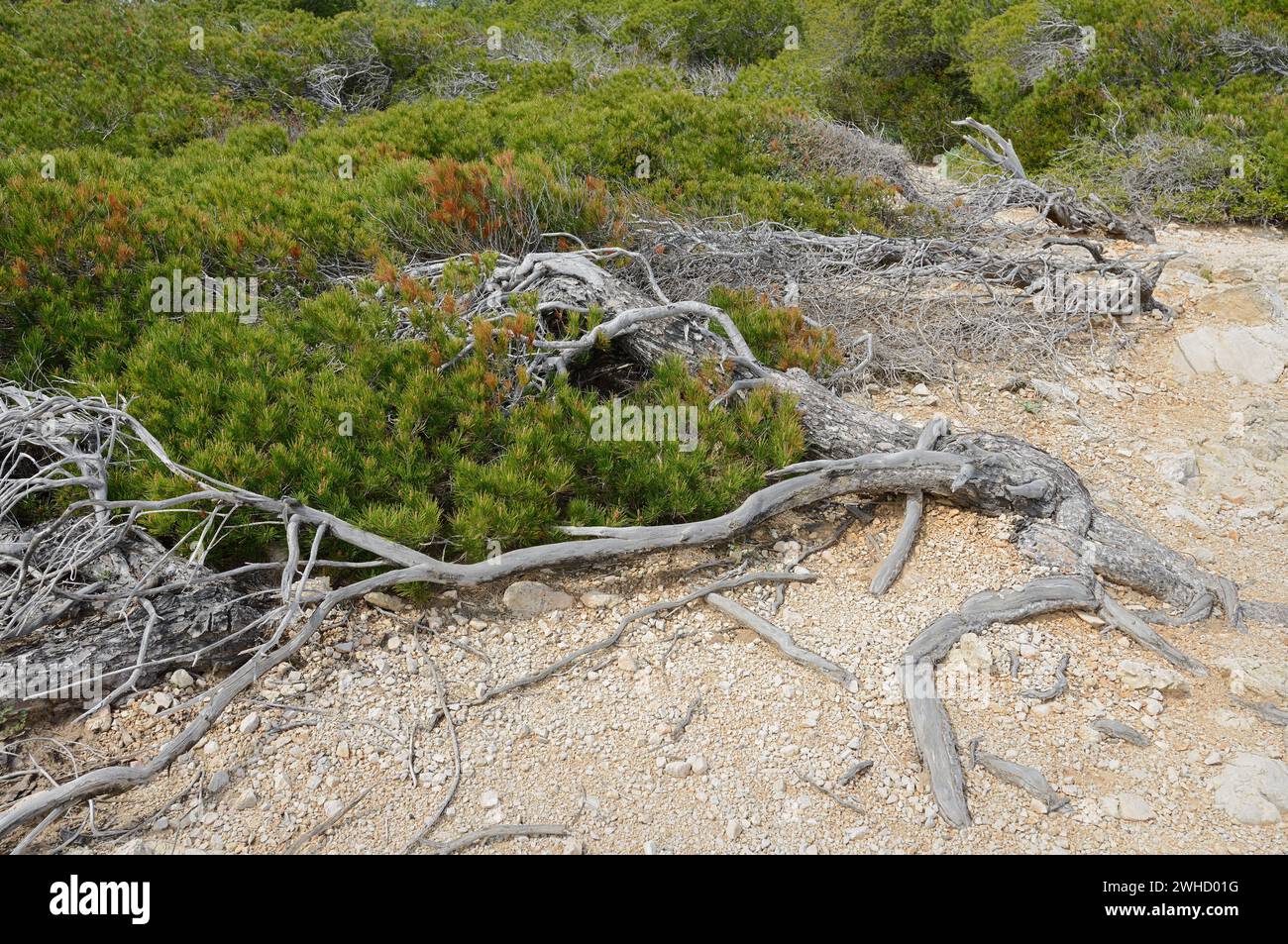 Aleppo pine (Pinus halepensis), wind escape, Mallorca, Balearic Islands, Spain Stock Photo