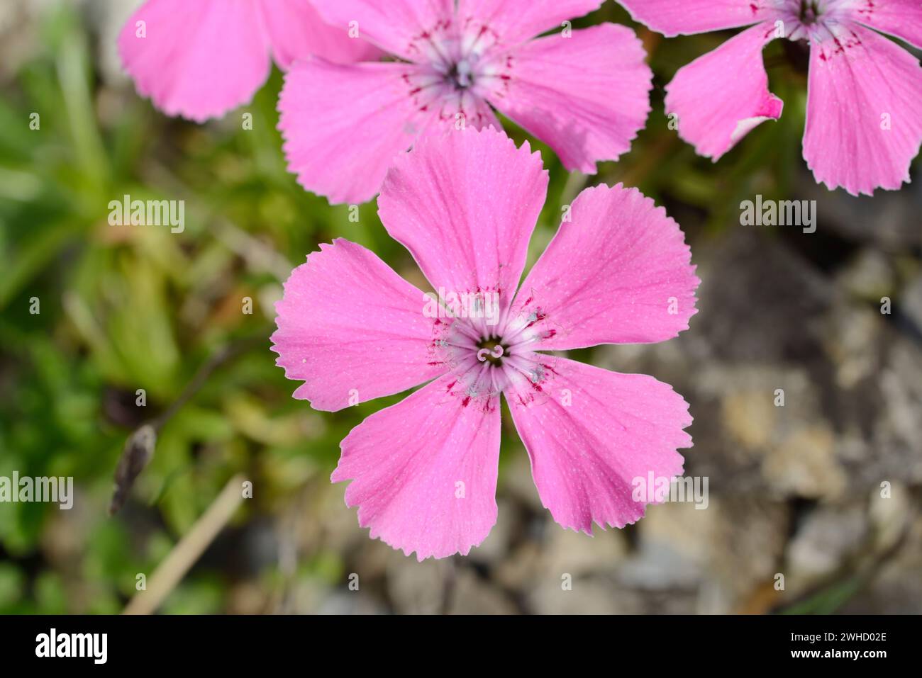 Alpine carnation (Dianthus alpinus), Austria Stock Photo