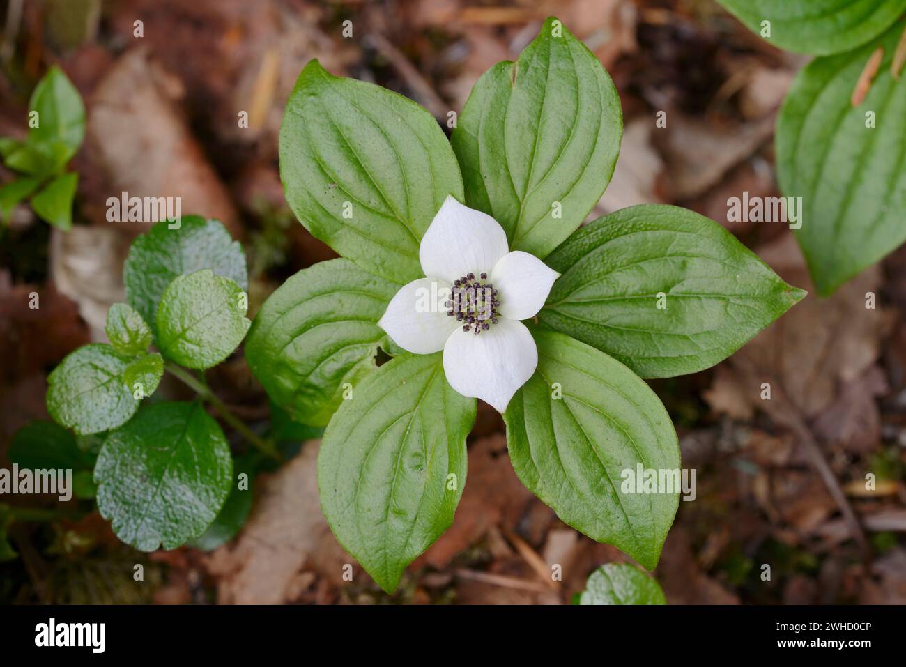 Canadian dogwood (Cornus canadensis), flower and leaves, Wells Gray Provincial Park, British Columbia, Canada Stock Photo