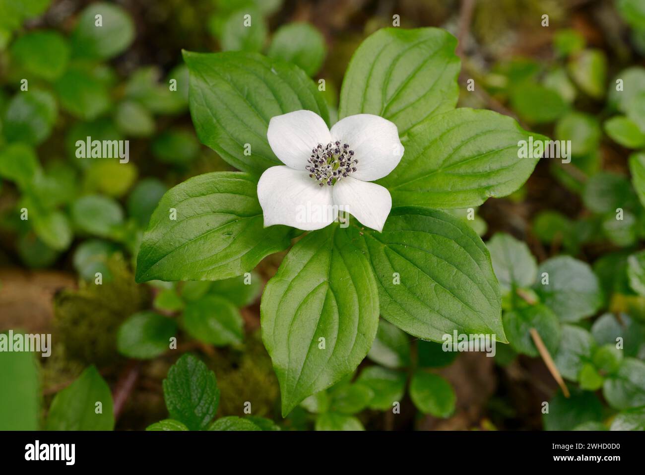 Canadian dogwood (Cornus canadensis), flower and leaves, Wells Gray Provincial Park, British Columbia, Canada Stock Photo