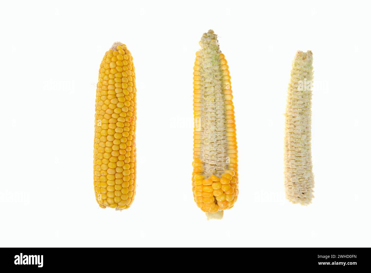 Corn (Zea mays), corn on the cob Stock Photo