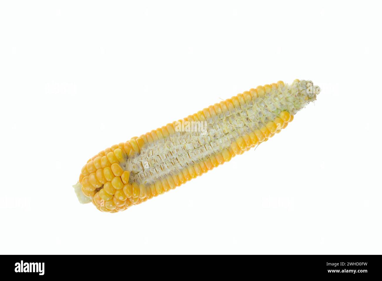 Corn (Zea mays), corn on the cob Stock Photo