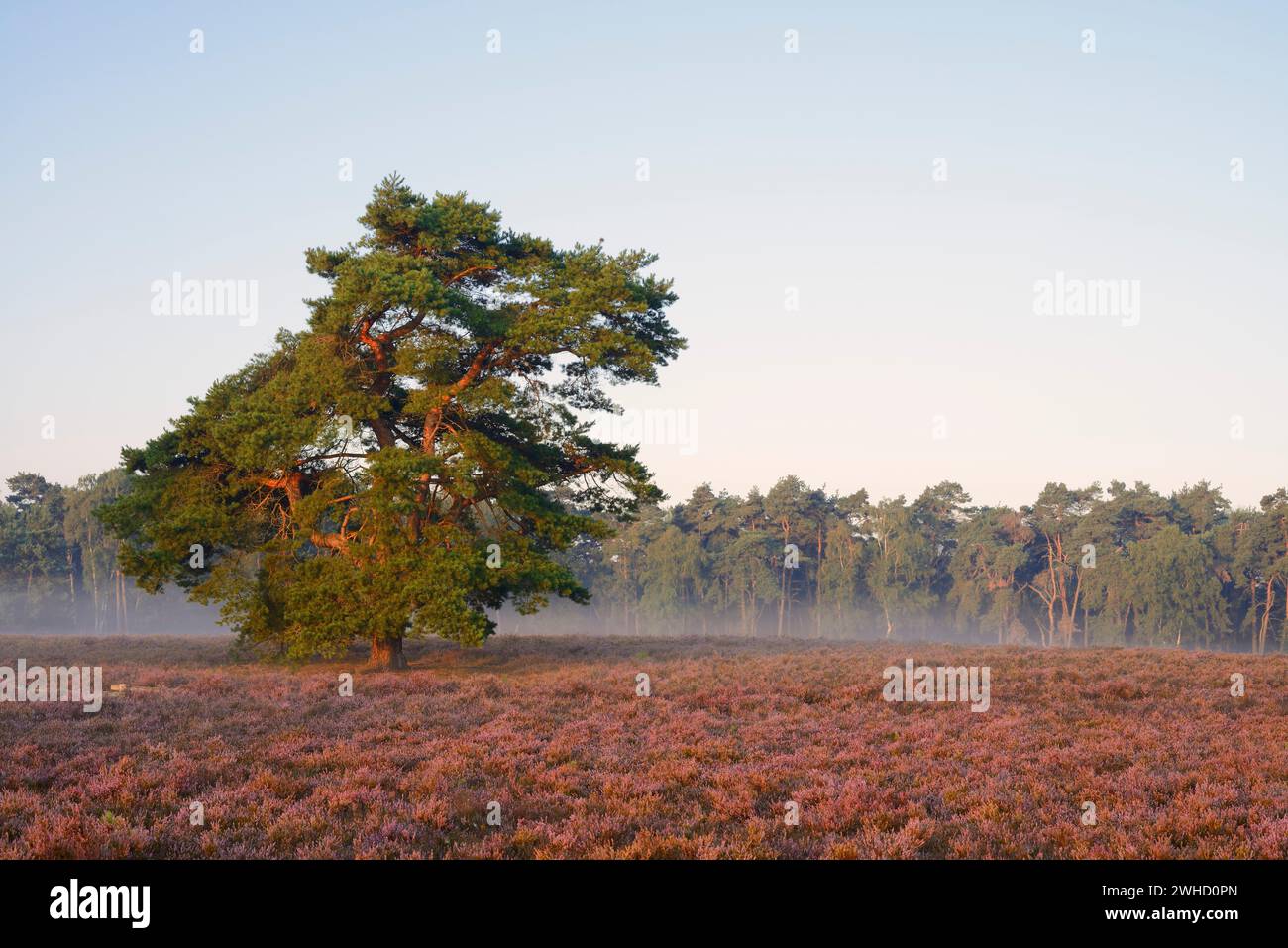 Scots pine (Pinus sylvestris) and flowering heather (Calluna vulgaris), Westruper Heide, North Rhine-Westphalia, Germany Stock Photo