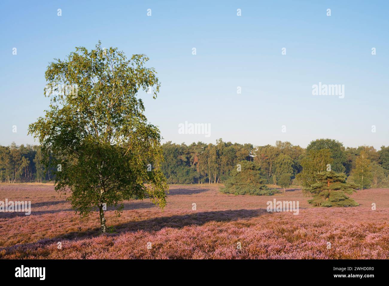 Silver birch (Betula pendula) and flowering heather (Calluna vulgaris), Westruper Heide, North Rhine-Westphalia, Germany Stock Photo