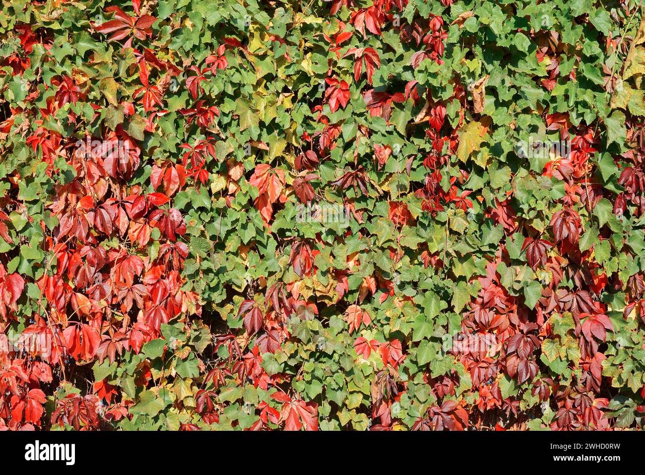 Self-climbing maiden vine (Parthenocissus quinquefolia) and grapevine (Vitis) in fall, Saxony, Germany Stock Photo