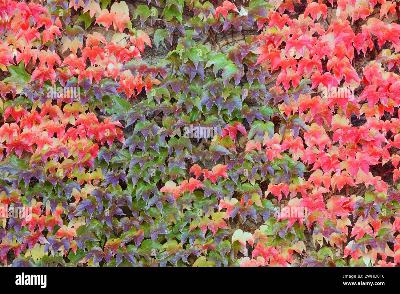 Three-spired maiden vine (Parthenocissus tricuspidata) in fall, Saxony, Germany Stock Photo