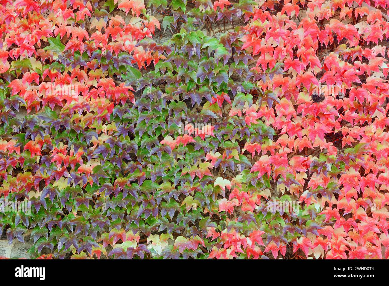 Three-spired maiden vine (Parthenocissus tricuspidata) in fall, Saxony, Germany Stock Photo