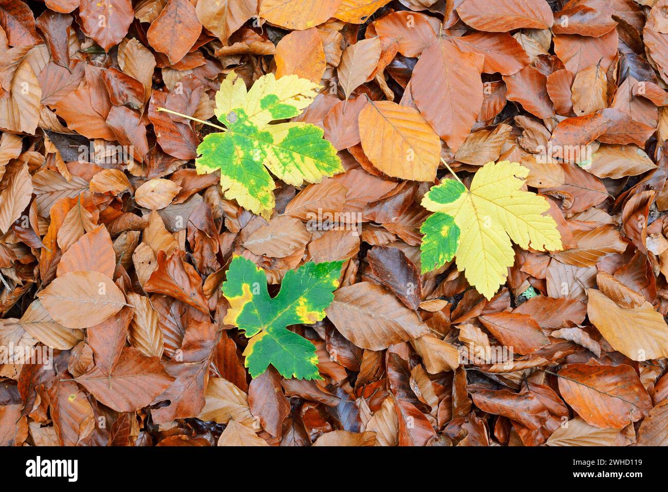 Leaves of sycamore maple (Acer pseudoplatanus) on copper beech leaves (Fagus sylvatica), fall, Saxon Switzerland, Saxony, Germany Stock Photo