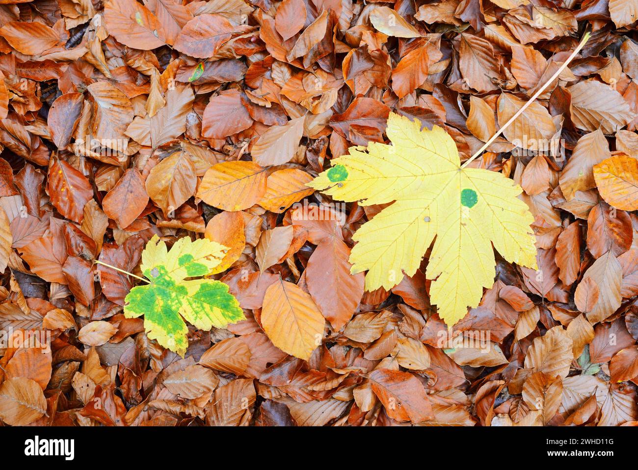 Leaves of sycamore maple (Acer pseudoplatanus) on copper beech leaves (Fagus sylvatica), fall, Saxon Switzerland, Saxony, Germany Stock Photo