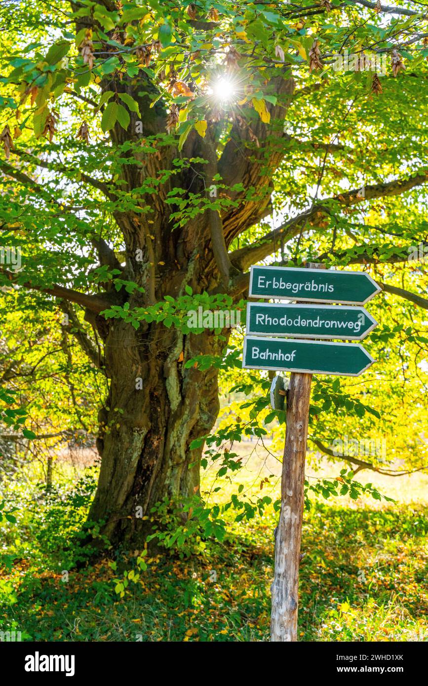 Tree with autumn colours and signpost in Wiesenburg Castle Park, International Art Trail, Hoher Flaeming nature park Park, Brandenburg, Germany Stock Photo
