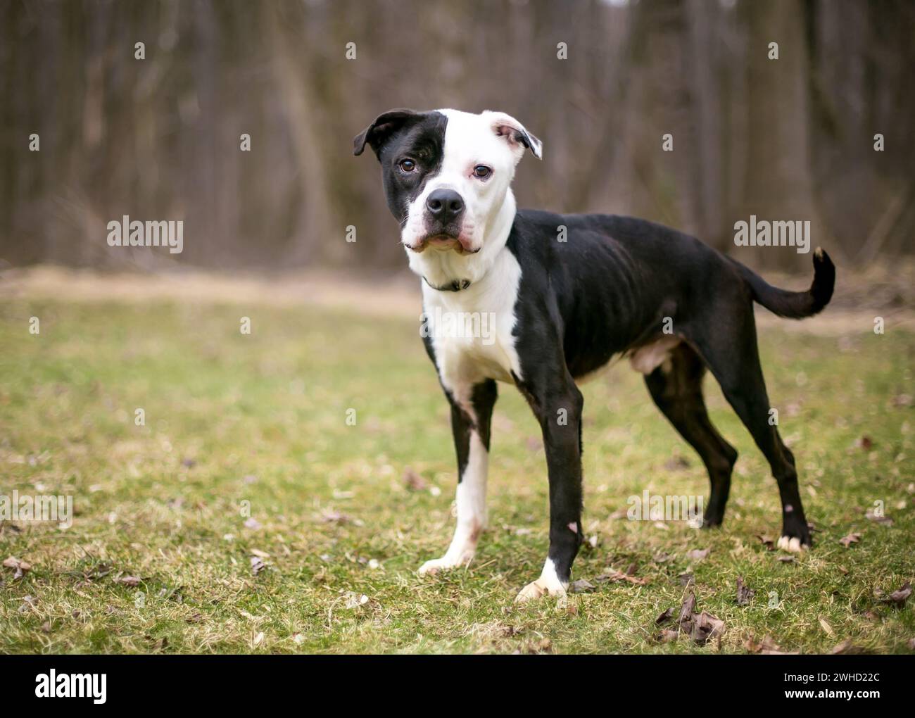 A malnourished American Bulldog x Pit Bull Terrier mixed breed dog standing outdoors Stock Photo