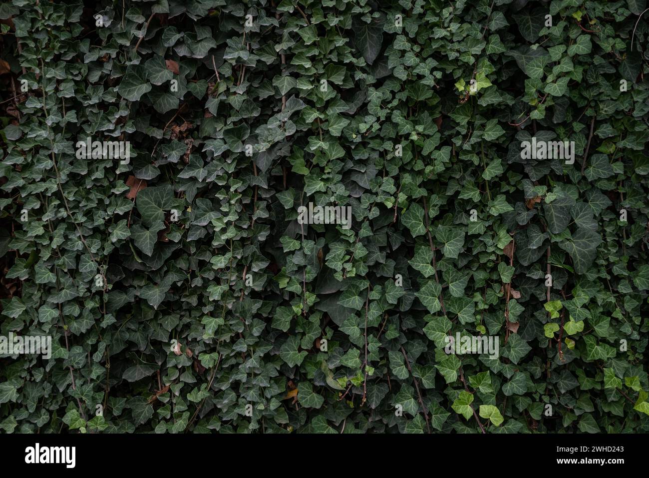 Green leaves background of Canarian ivy foliage. Wall fully covered in leaves Stock Photo