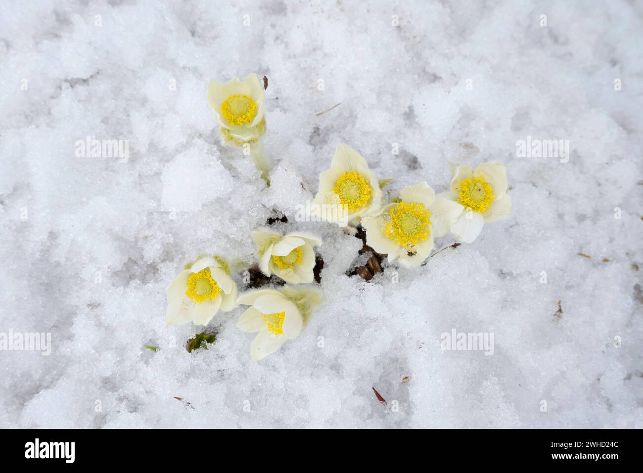 Western pasque flower (Anemone occidentalis) in the snow, Mount Revelstoke National Park, British Columbia, Canada Stock Photo