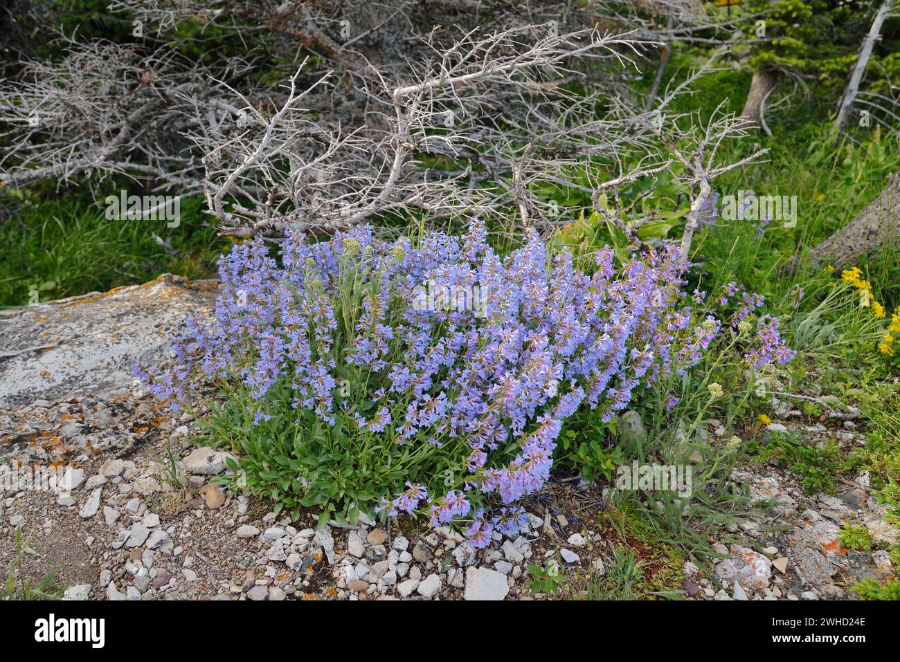 Penstemon (Penstemon procerus), Waterton Lakes National Park, Alberta, Canada Stock Photo