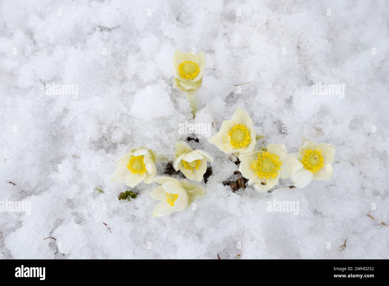 Western pasque flower (Anemone occidentalis) in the snow, Mount Revelstoke National Park, British Columbia, Canada Stock Photo