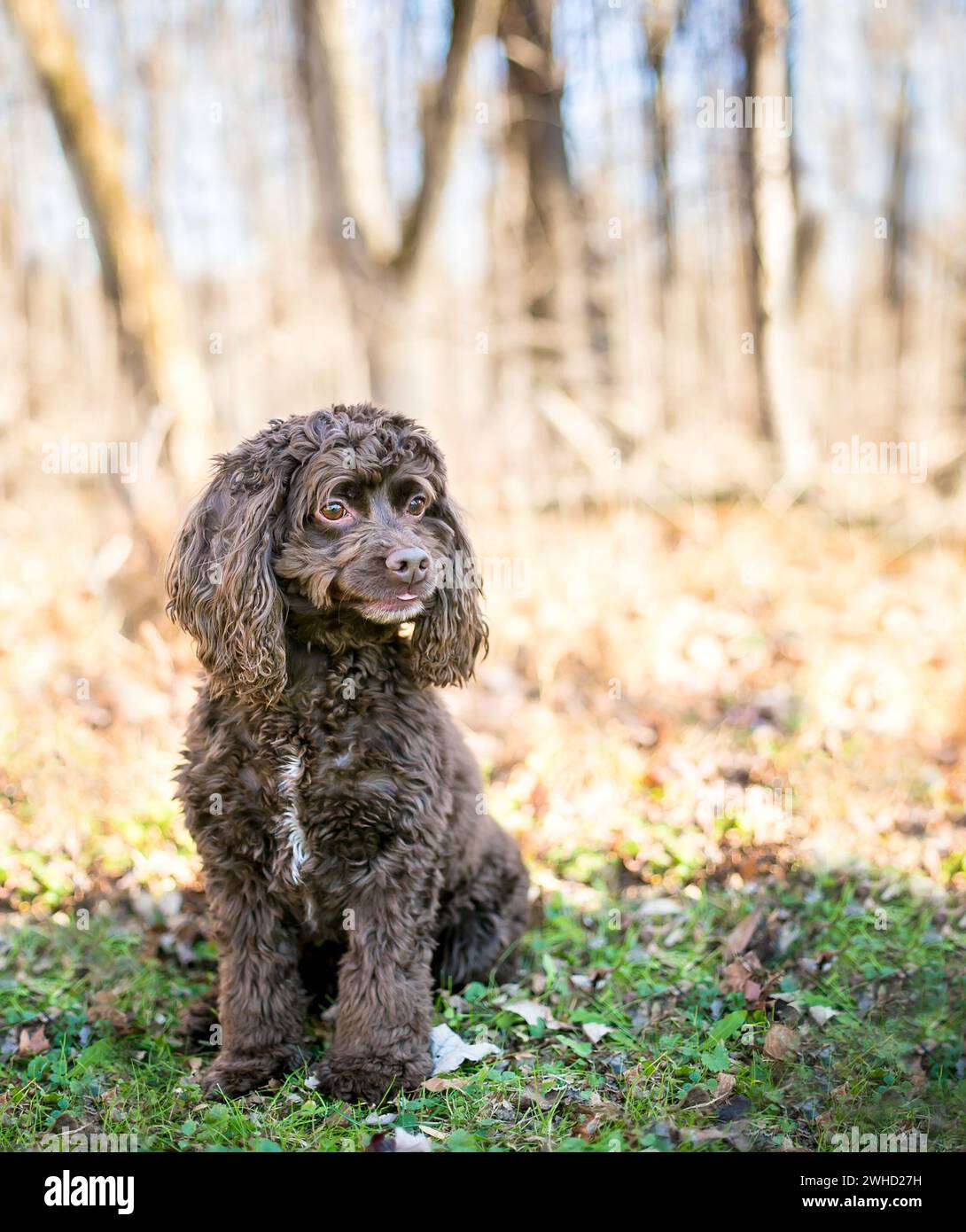 A brown Cocker Spaniel x Poodle mixed breed dog also known as a ...