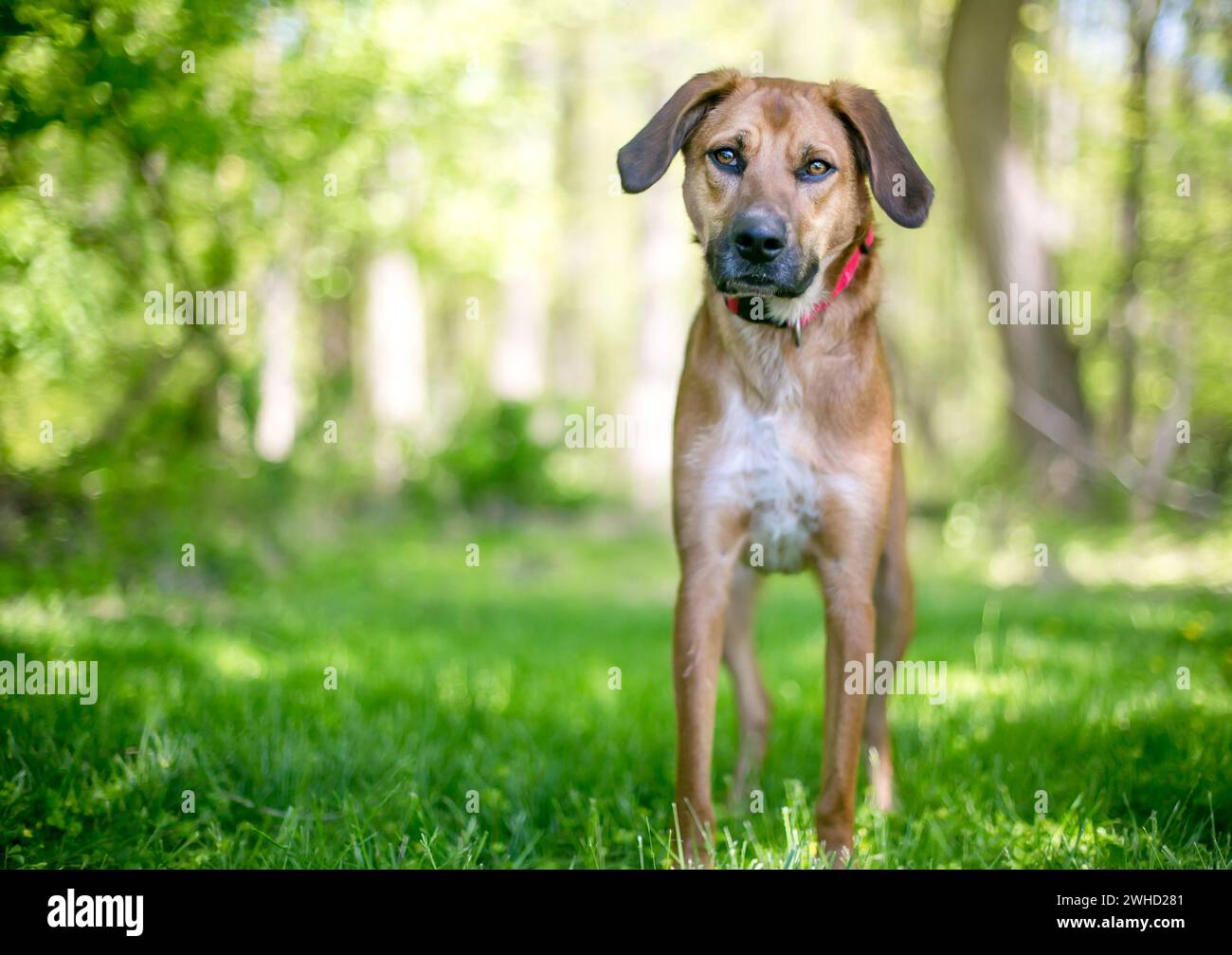 A Shepherd x Hound mixed breed dog with large floppy ears standing
