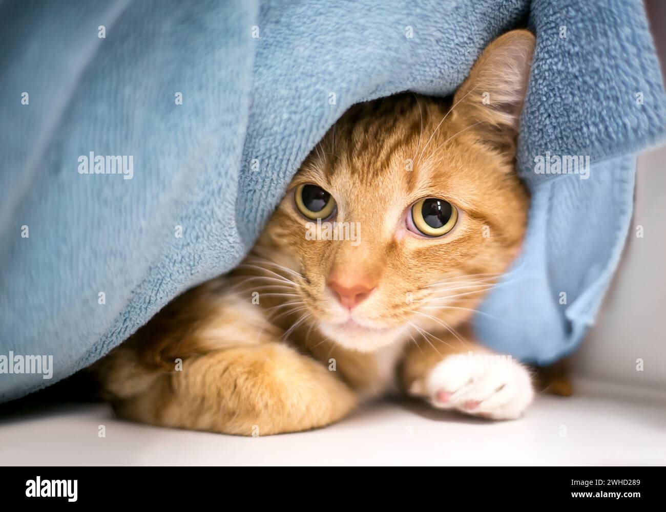 A timid tabby cat in an animal shelter hiding under blankets Stock