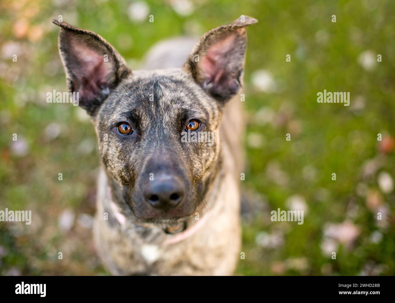 A Dutch Shepherd mixed breed dog with large ears looking up at the camera Stock Photo