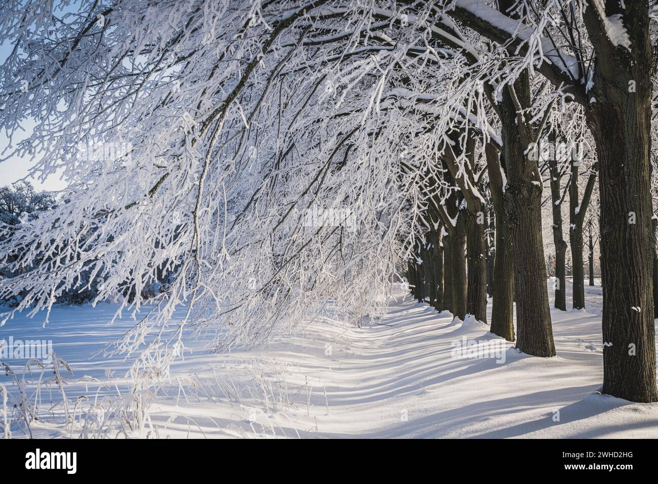 Snow-covered trees on an avenue on a cold, sunny day in winter Stock Photo