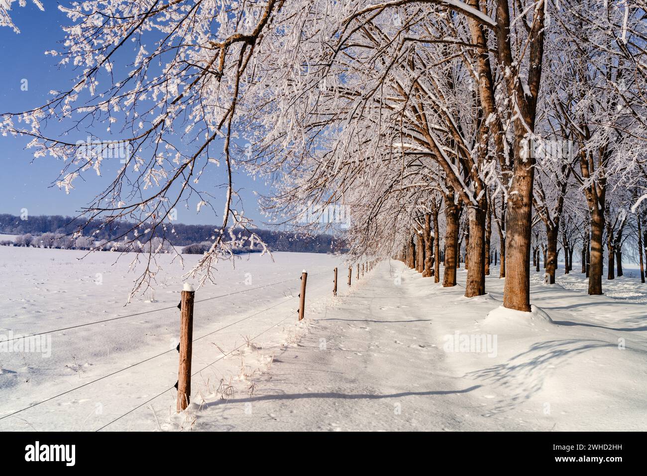 Snow-covered trees on an avenue on a cold, sunny day in winter Stock Photo