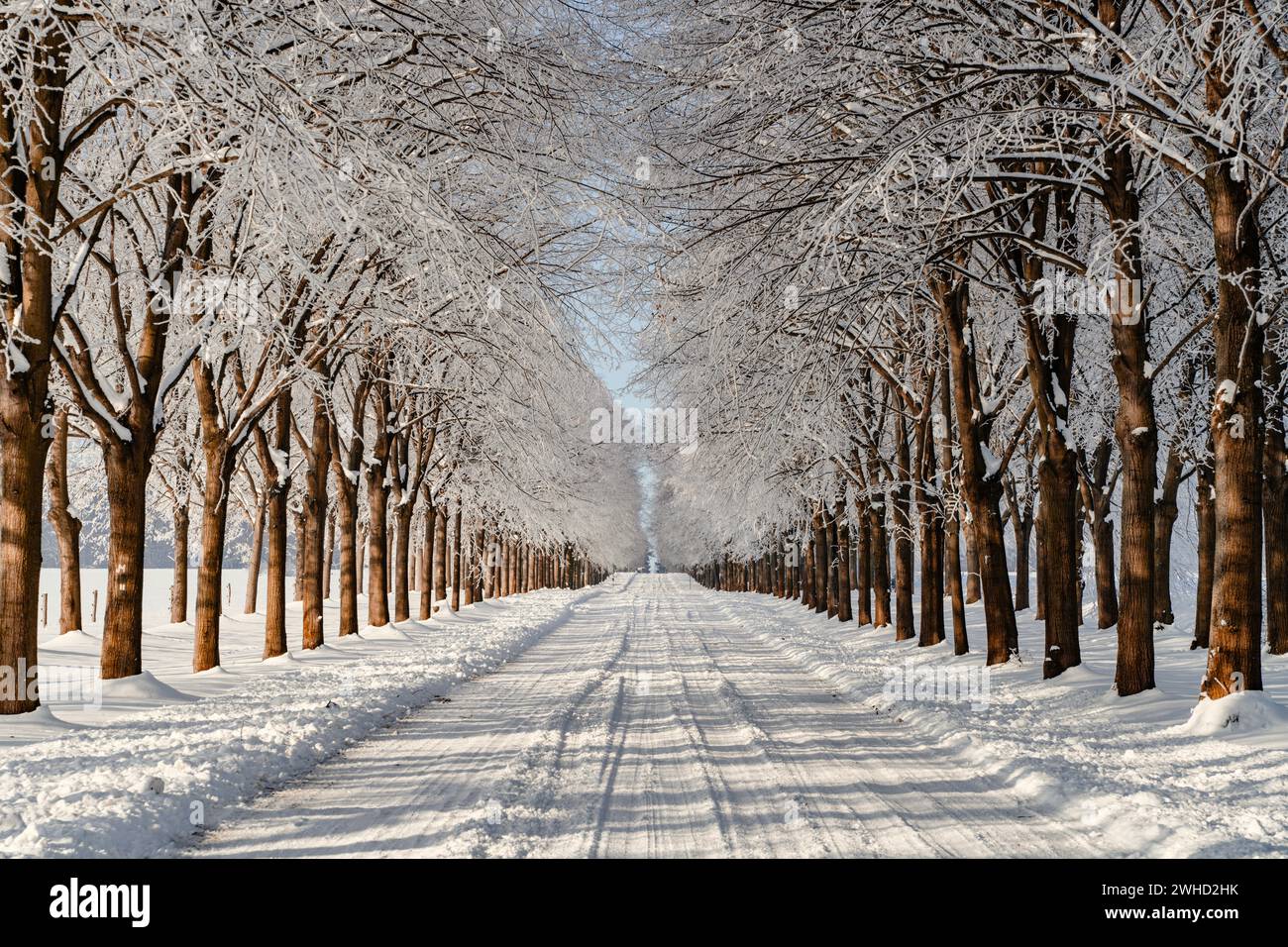 Snow-covered trees on an avenue on a cold, sunny day in winter Stock Photo