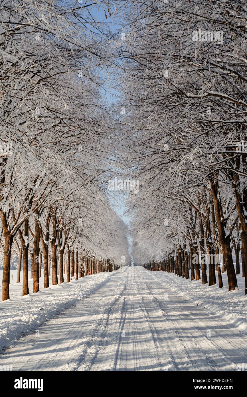 Snow-covered trees on an avenue on a cold, sunny day in winter Stock Photo
