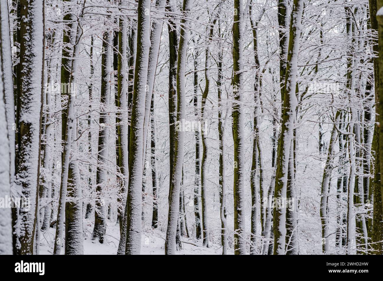 Trunks branches beech trees hi-res stock photography and images - Alamy