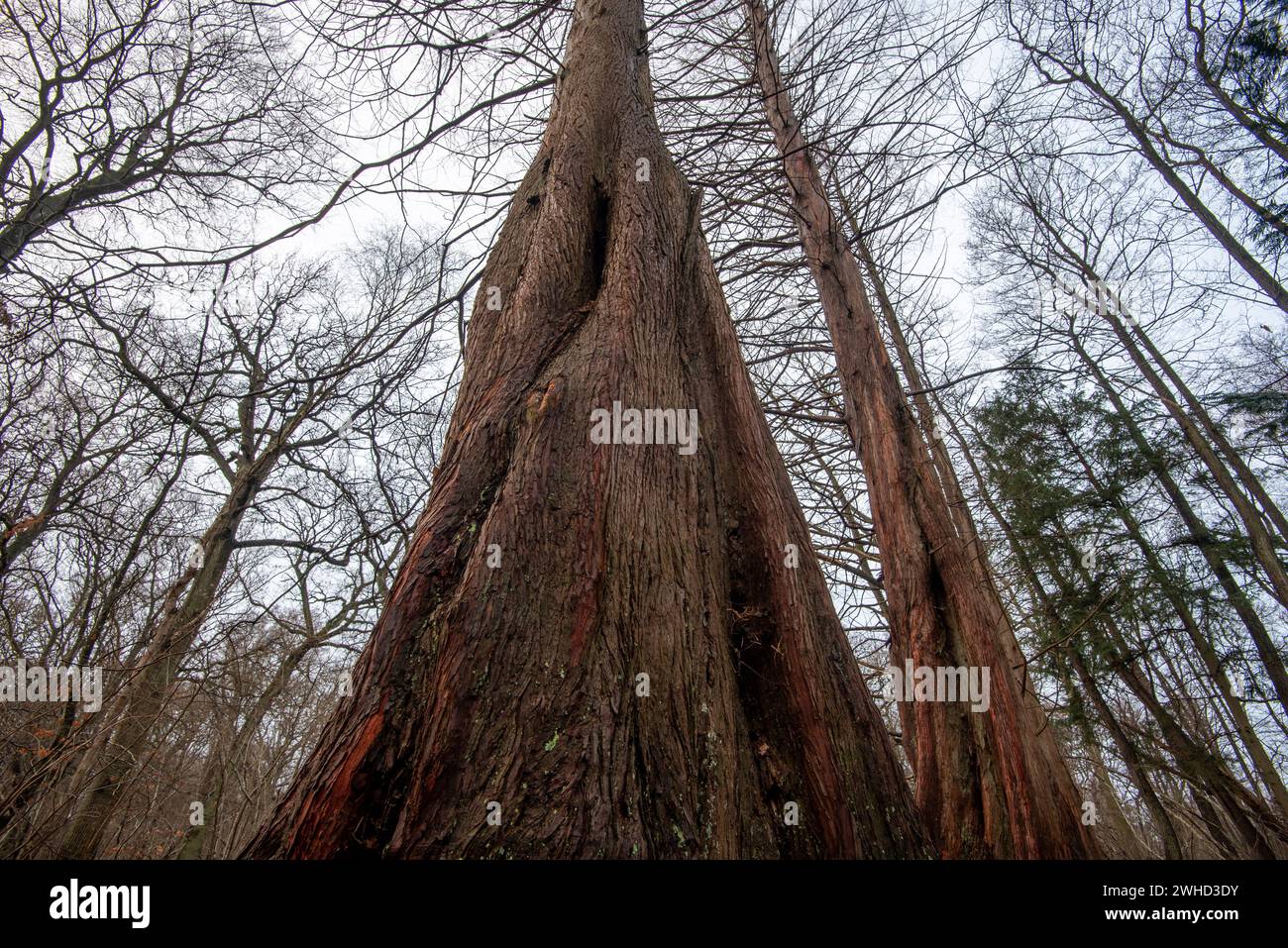 Primeval sequoias in the Osterwald forest near Zingst on the Baltic Sea, Mecklenburg-Western Pomerania, Germany Stock Photo