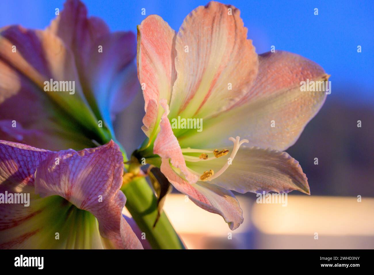 Amaryllis, a plant genus of the amaryllis family (Amaryllidaceae) Stock Photo