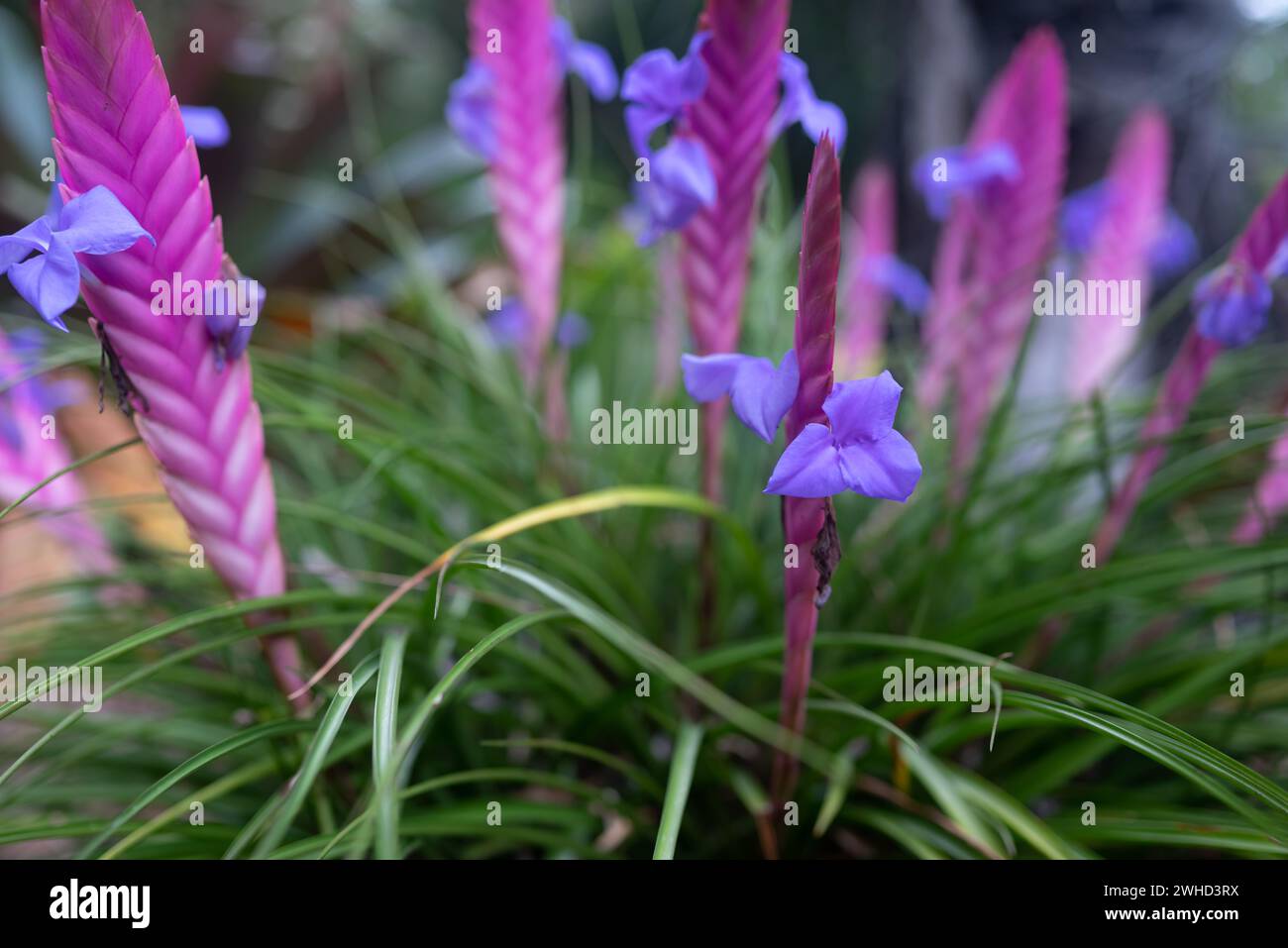 Pink, lilac and blue flowers closeup. Pink quill or tillandsia guatemalensis Stock Photo