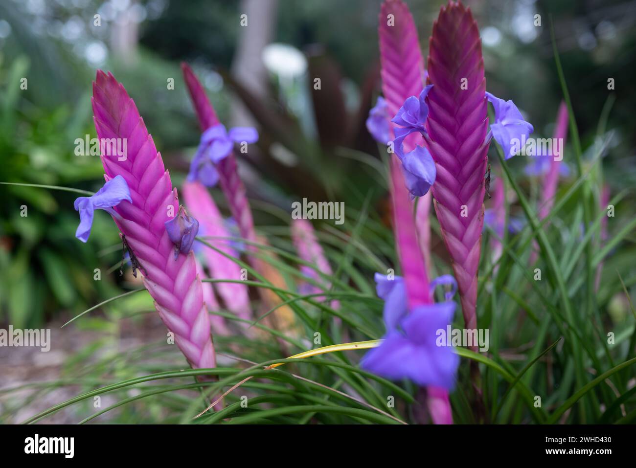 Pink, lilac and blue flowers closeup. Pink quill or tillandsia guatemalensis Stock Photo