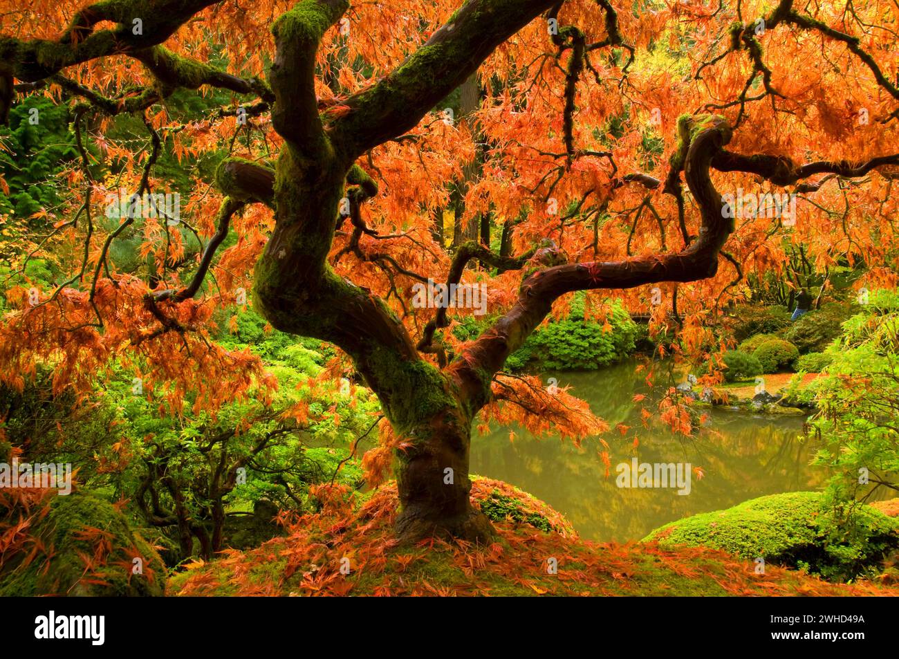 Japanese maple tree and oregon hi-res stock photography and images - Alamy