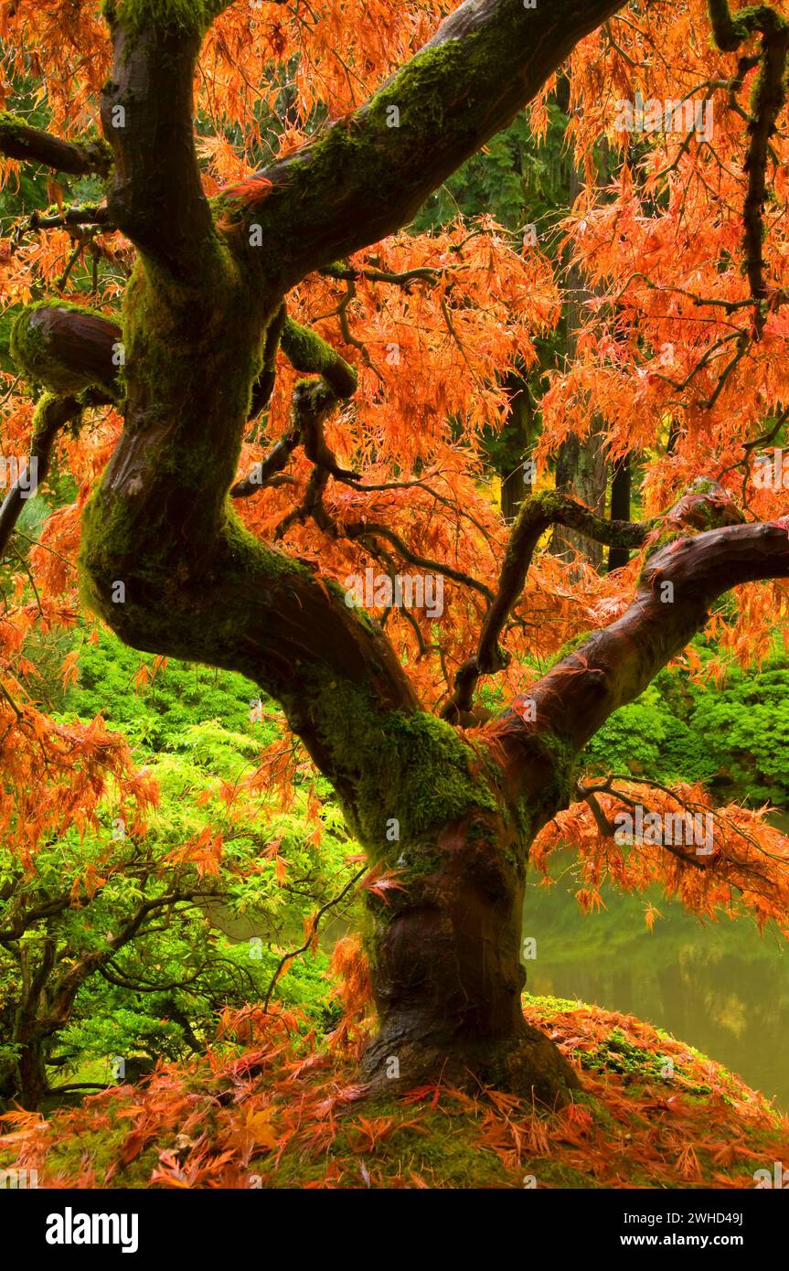 Japanese maple in autumn, Portland Japanese Garden, Washington Park, Portland, Oregon Stock Photo