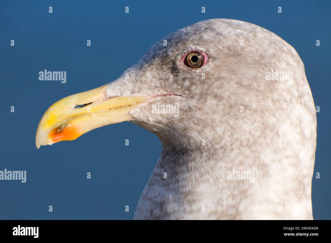 Glaucous-winged gull (Larus glaucescens), Waterfront Park, Portland, Oregon Stock Photo