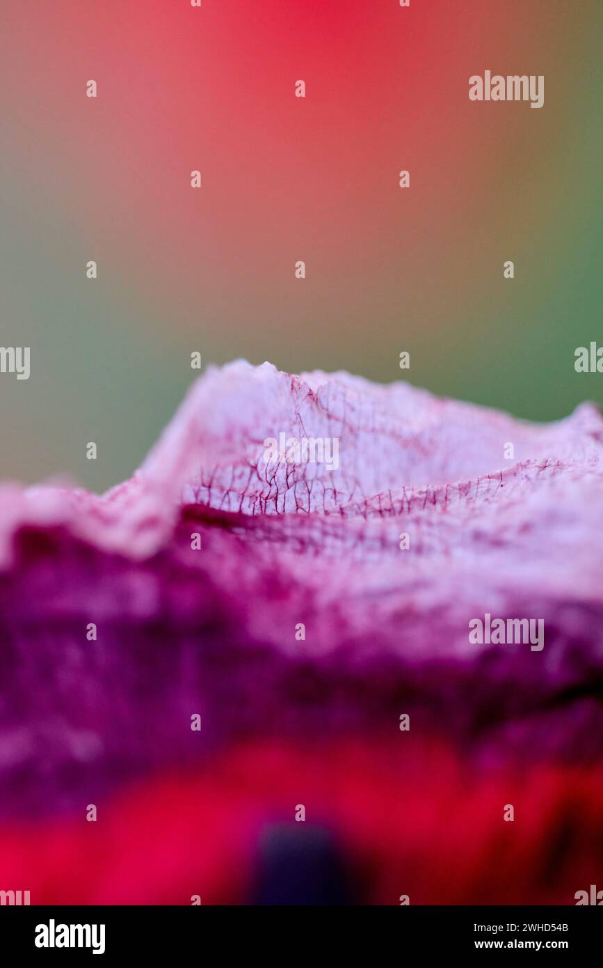 Abstract poppy hi-res stock photography and images - Alamy