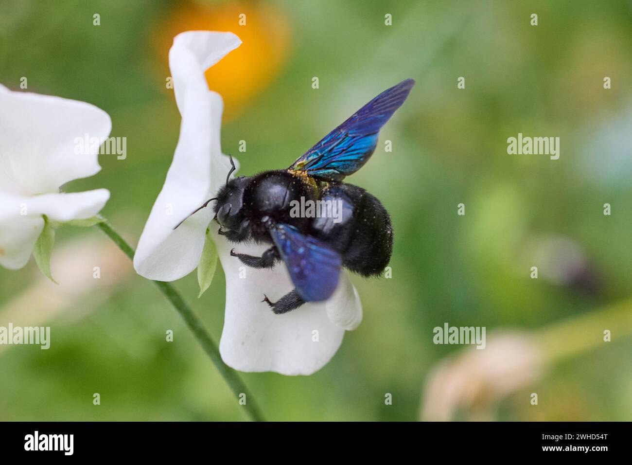 Wood bee, Blue-black wood bee, Xylocopa violacea Stock Photo
